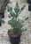 Pinus parviflora 'Negishi'