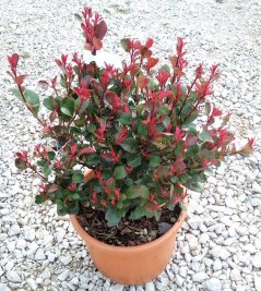 Photinia fraseri 'Nana'