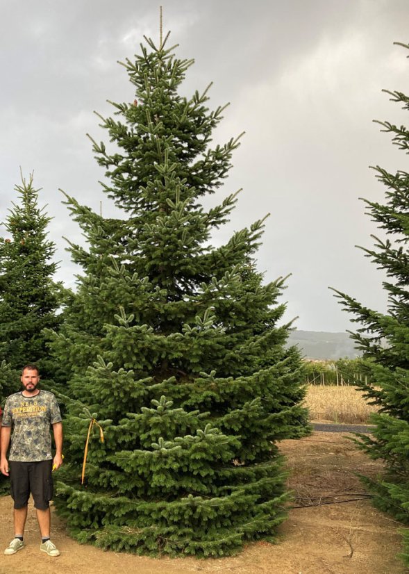 Abies nordmanniana - Varianty: ko130l velikost 225-250