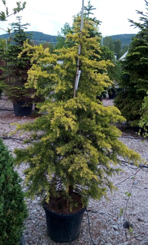 Cedrus deodara 'Aurea' - Varianty: ko35l velikost 200-250
