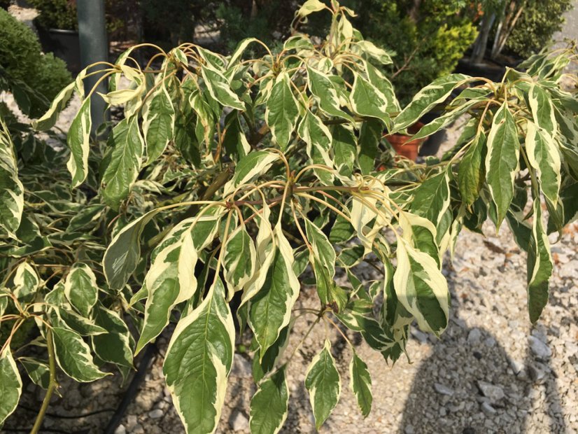 Cornus controversa 'Variegata' - Varianty: ko20l velikost 125-150