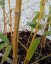Phyllostachys aureosulcata 'Aureocaulis' - Varianty: ko10l velikost 100-150