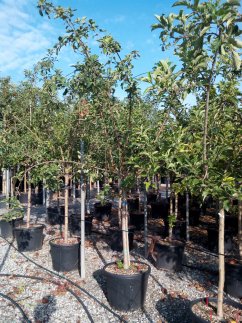 Malus domestica 'Golden Delicious'