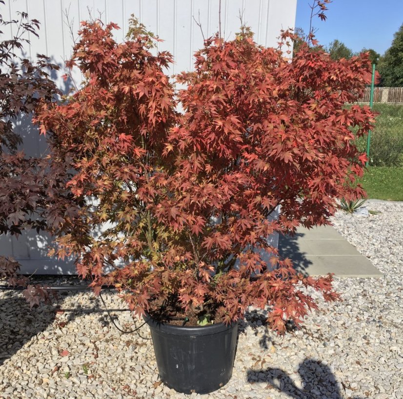 Acer palmatum 'Orange Dream'
