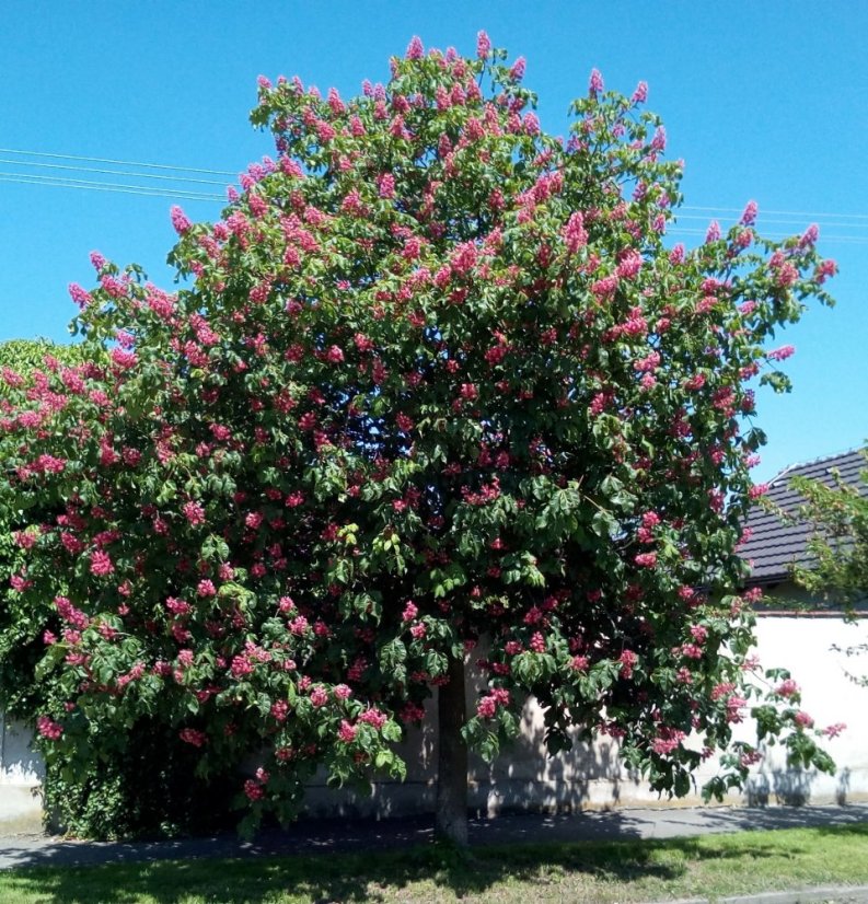 Aesculus carnea 'Briotii'
