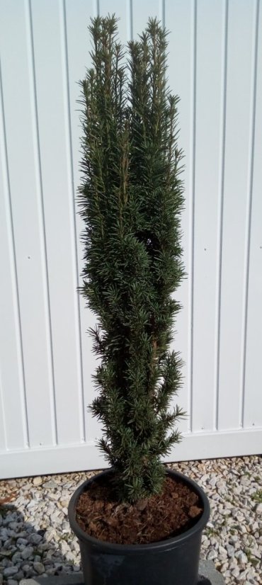 Taxus baccata 'Fastigiata Robusta' - Varianty: ko35l velikost 125-150
