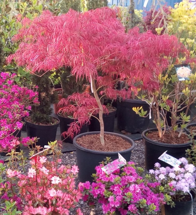 Acer palmatum 'Tamukeyama'