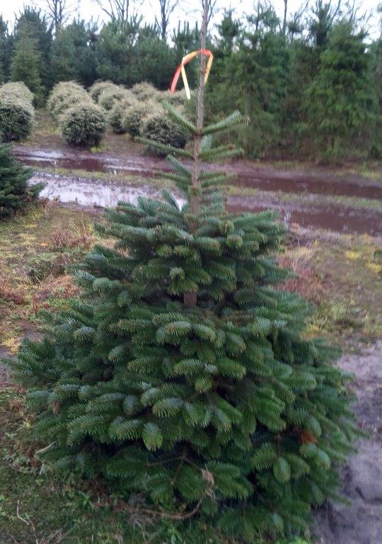 Abies nordmanniana