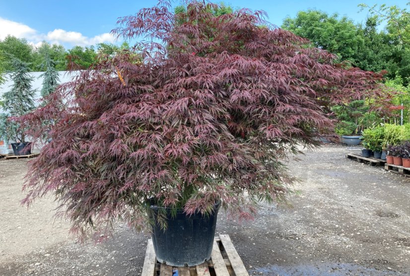 Acer palmatum 'Tamukeyama'