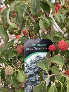 Cornus kousa 'Robert’s Select'