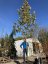 Platanus x acerifolia - Varianty: ko20l velikost 200-250