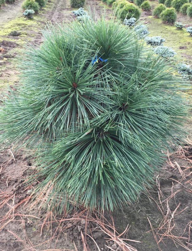 Pinus jeffreyi 'Joppi'