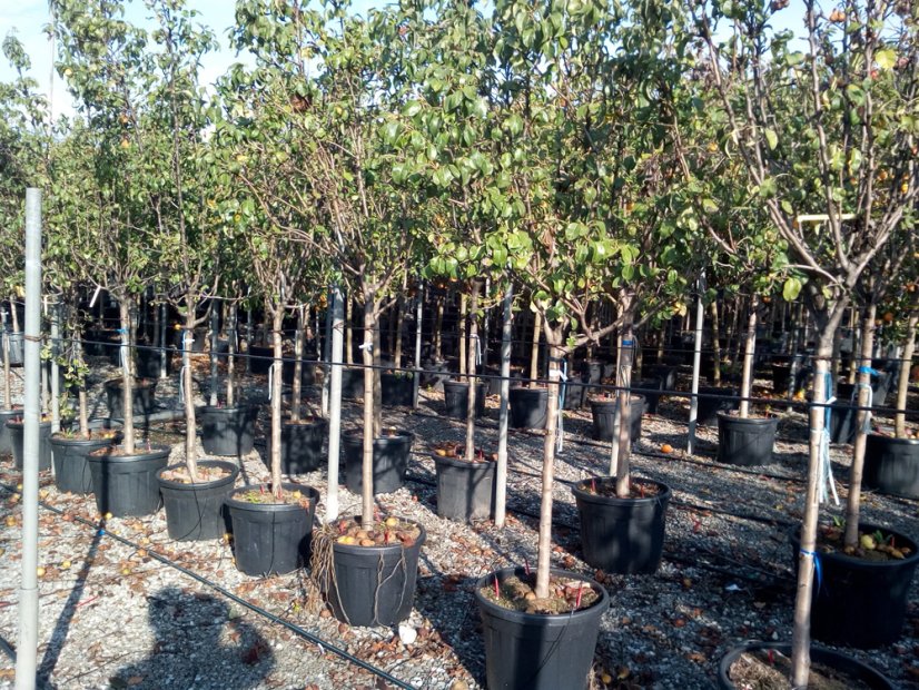Pyrus communis 'Konference' CAC