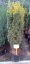 Taxus baccata 'David' - Varianty: ko80l velikost 160-180