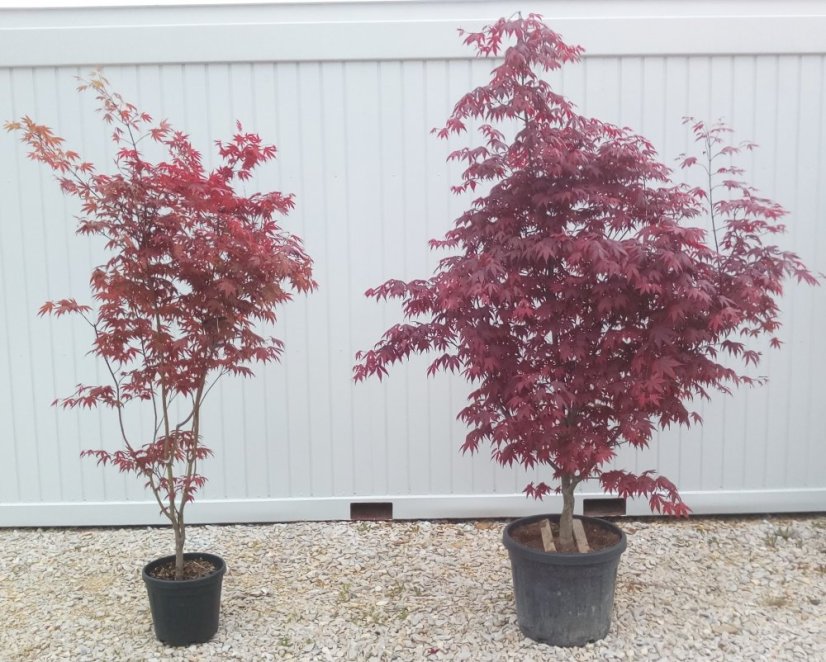 Acer palmatum 'Bloodgood'