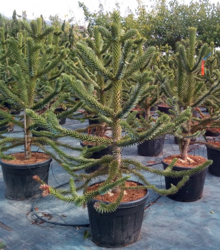 Araucaria araucana - Varianty: ko25l velikost 60-70