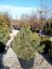 Pinus sylvestris 'Watererii'
