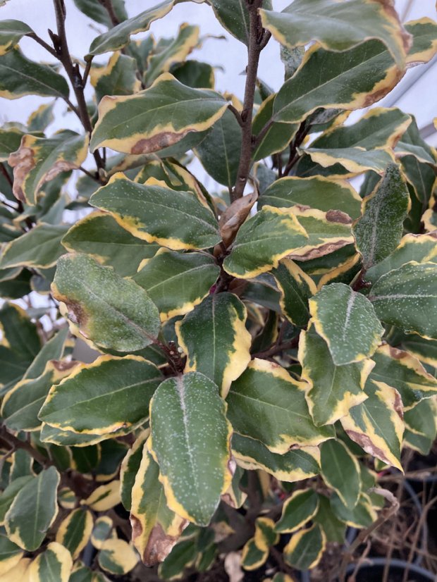 Elaeagnus x ebbingei 'Viveleg' - Varianty: ko18l velikost 80-100