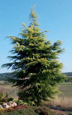 Cedrus deodara 'Aurea'
