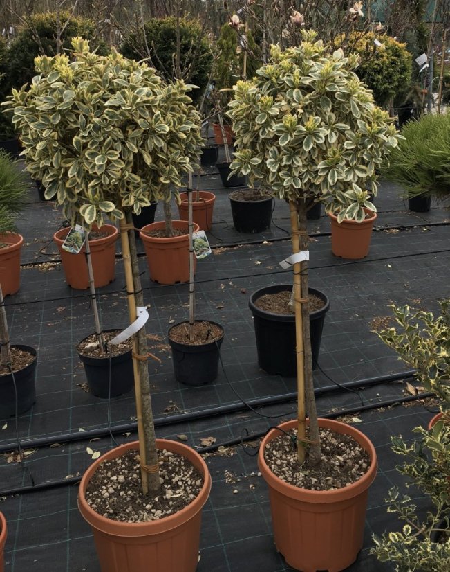 Euonymus japonicus 'Elegantissimus Aureus'