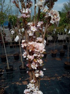 Prunus serrulata 'Amanogawa'