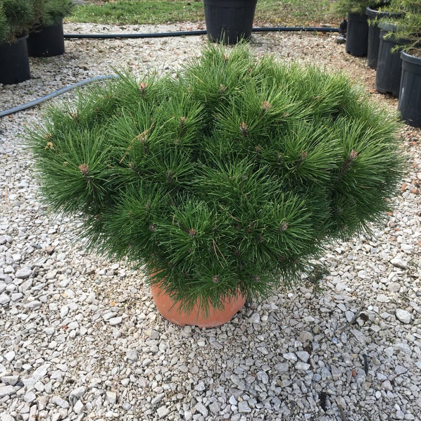 Pinus nigra 'Pierrick Bregeon' ®