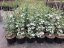 Viburnum plicatum 'Kilimanjaro' - Varianty: ko20l velikost 175-200