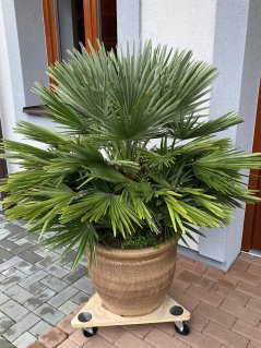 Chamaerops humilis 'Compacta'