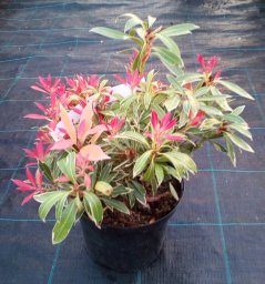 Pieris japonica 'Variegata'