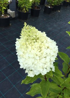 Hydrangea paniculata 'Candlelight' ®