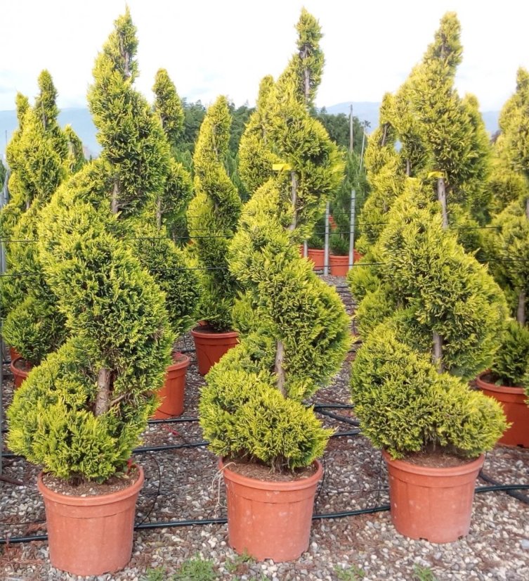 Cupresocyparis leylandii 'Golden Rider'