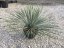 Yucca rostrata