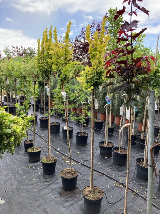 Ulmus x hollandica 'Wredei'