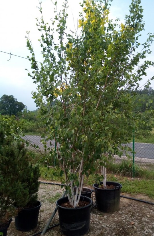Betula jacquemontii - Varianty: ko35l velikost 200-250 vícekmen