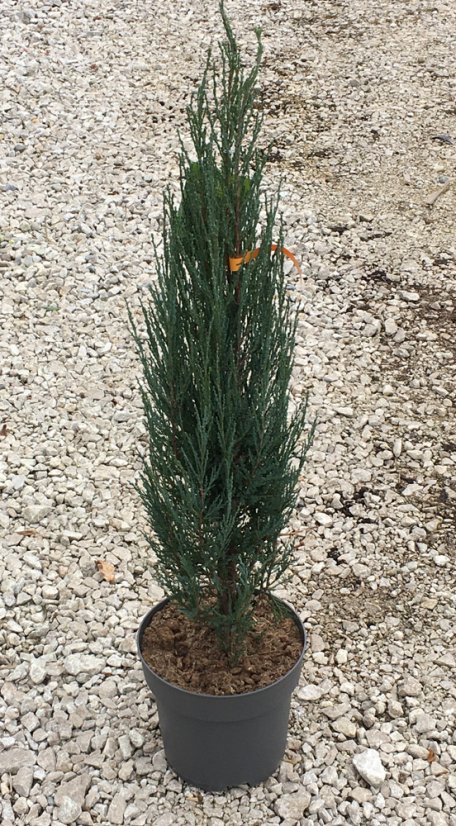Juniperus scopulorum 'Blue Arrow' - Varianty: ko30l velikost 100-125