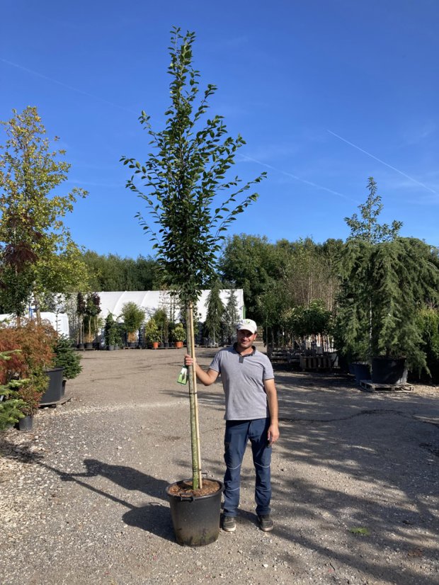 Carpinus betulus 'Fastigiata' - Varianty: ko45l velikost ok 10-12