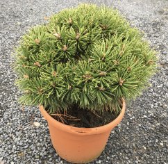 Pinus mugo 'Gnom'