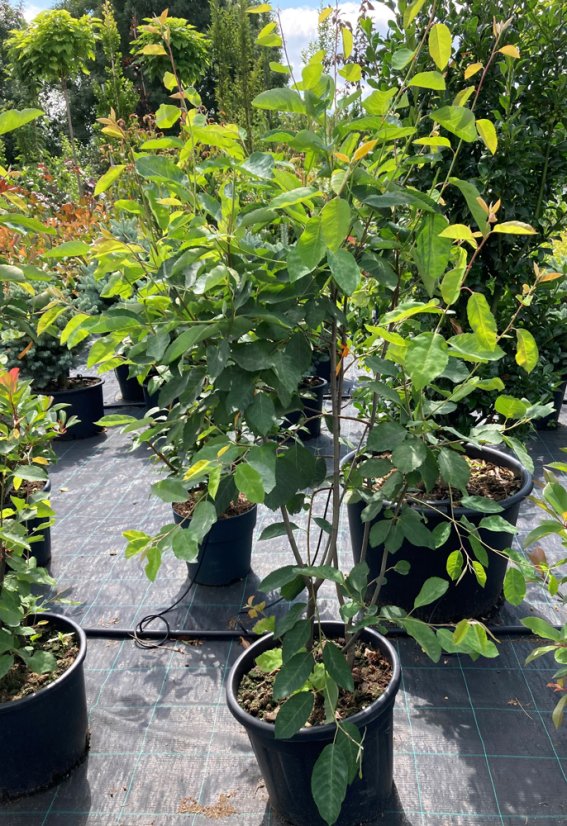 Amelanchier lamarckii