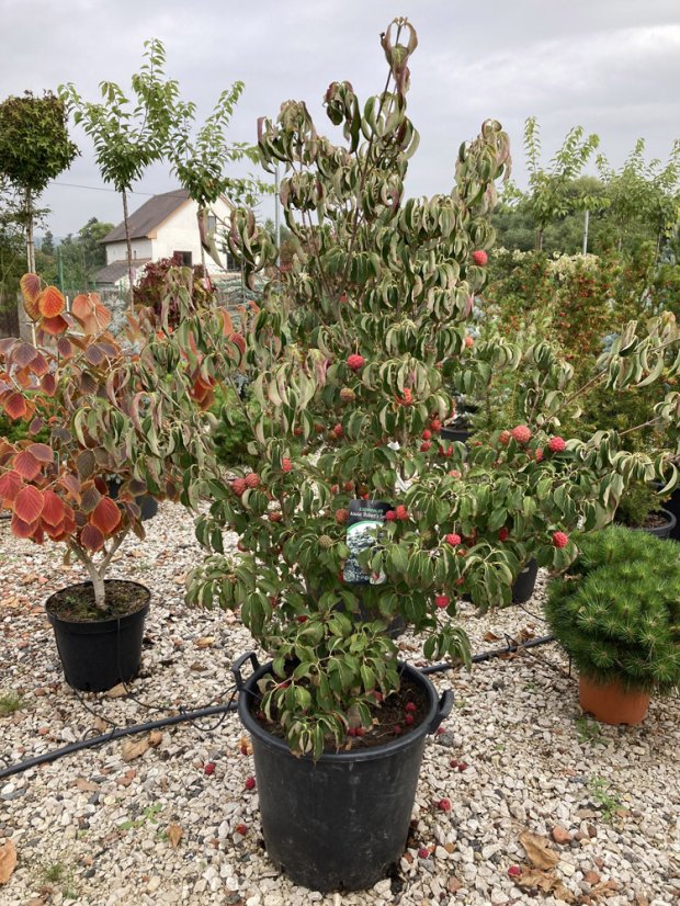 Cornus kousa 'Robert’s Select'