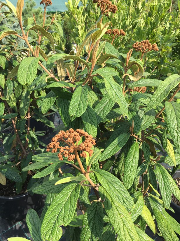 Viburnum rhytidophyllum