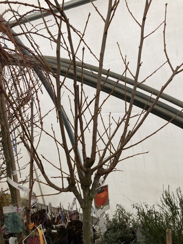 Diospyros kaki 'Muscat'