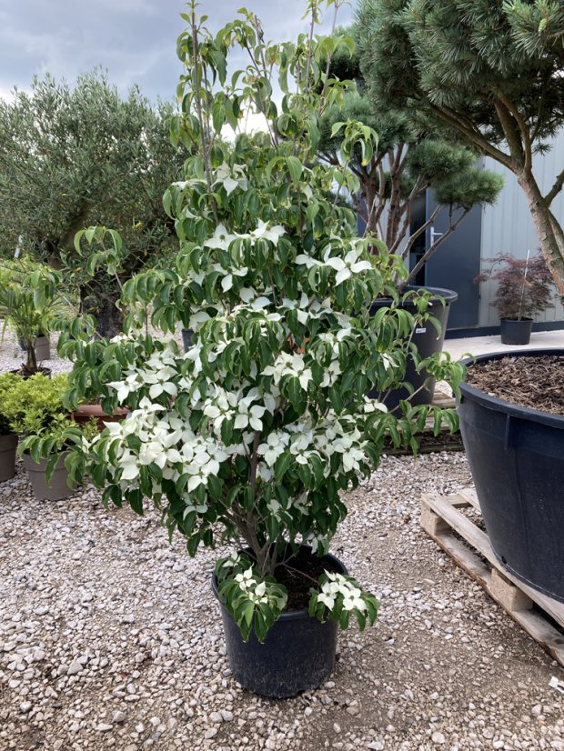 Cornus kousa 'Schmetterling'