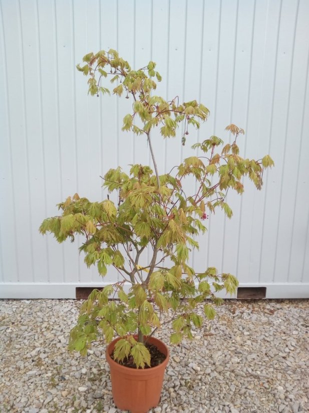 Acer palmatum 'Aconitifolium' - Varianty: ko35l velikost 60-80