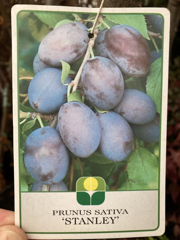 Prunus domestica 'Stanley' - Varianty: ko20l kmen 100