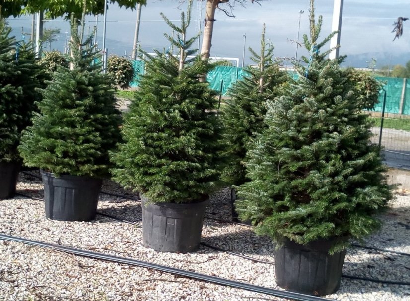 Abies nordmanniana - Varianty: ko130l velikost 225-250