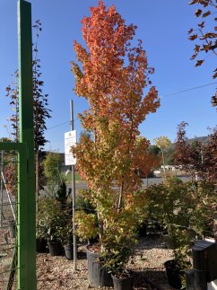 Acer rubrum 'Joseph'