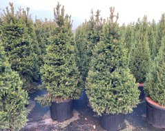 Picea abies 'Will’s Zwerg'