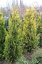 Chamaecyparis lawsoniana 'Ivonne'