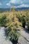 Cedrus deodara 'Aurea' - Varianty: ko35l velikost 200-250