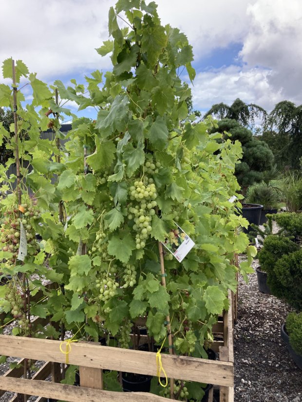 Vitis vinifera - Varianty: "Jarka" ko20l kmen 100 bílé bezsemenné